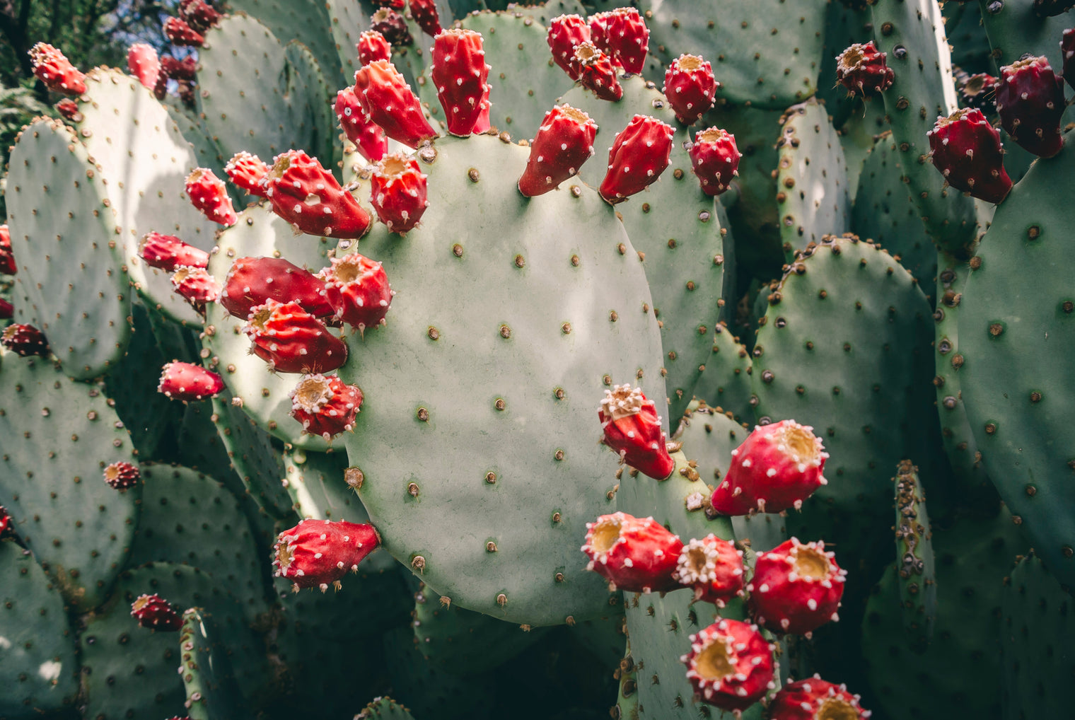 prickly pear for hangovers